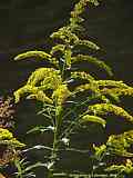 Solidago canadensis