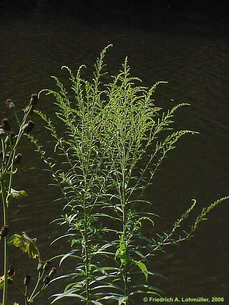 Solidago canadensis