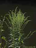 Solidago canadensis