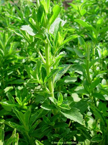 Stevia rebaudiana