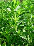 Stevia rebaudiana