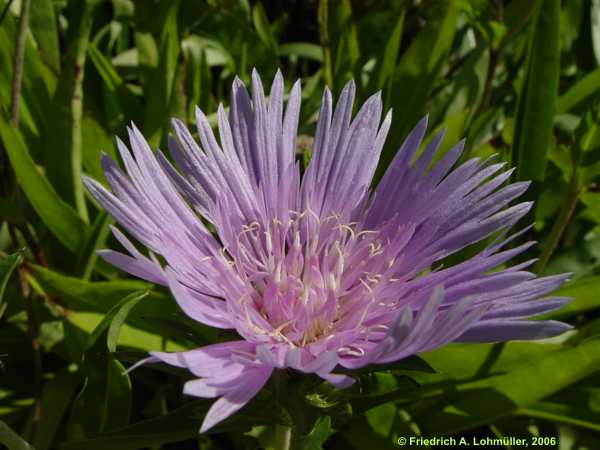 Stokesia laevis