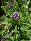 Stokesia laevis