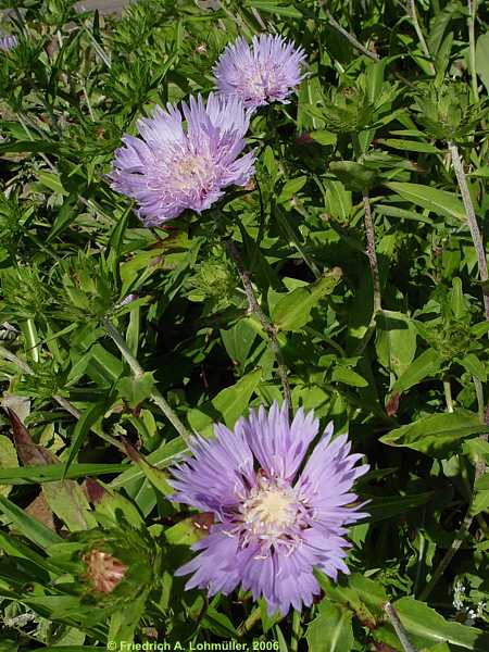 Stokesia laevis