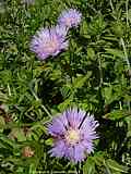 Stokesia laevis