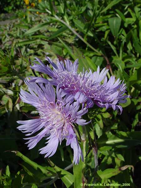 Stokesia laevis