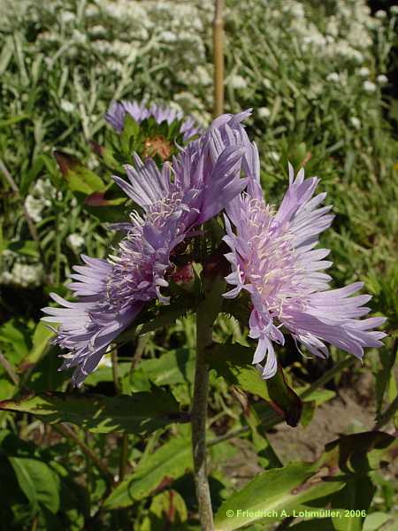 Stokesia laevis