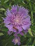 Stokesia laevis