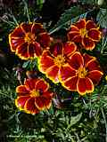 Tagetes erecta