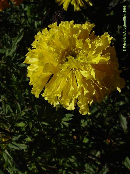 Tagetes erecta