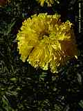 Tagetes erecta