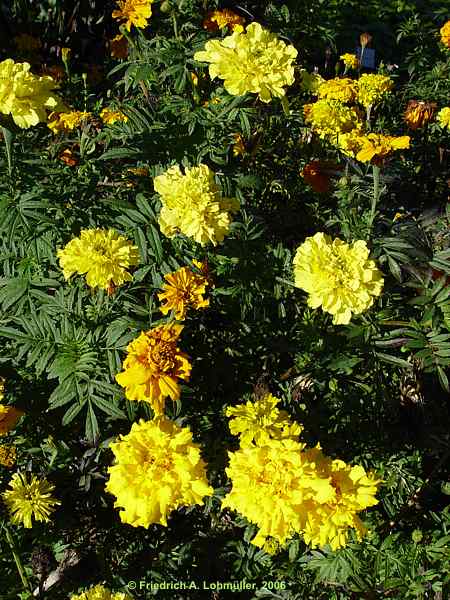 Tagetes erecta