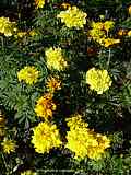 Tagetes erecta