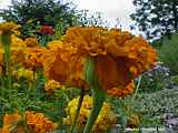 Tagetes erecta