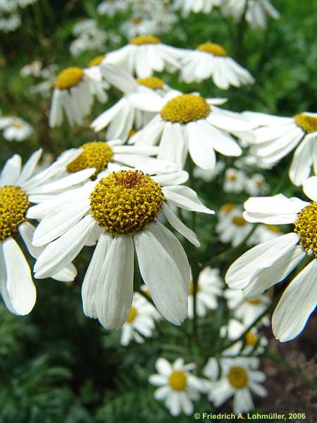 Tanacetum corymbosum