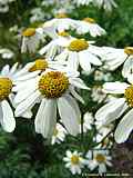 Tanacetum corymbosum