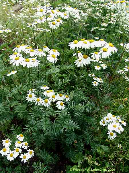 Tanacetum corymbosum