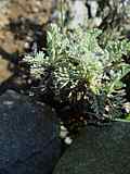 Tanacetum argenteum