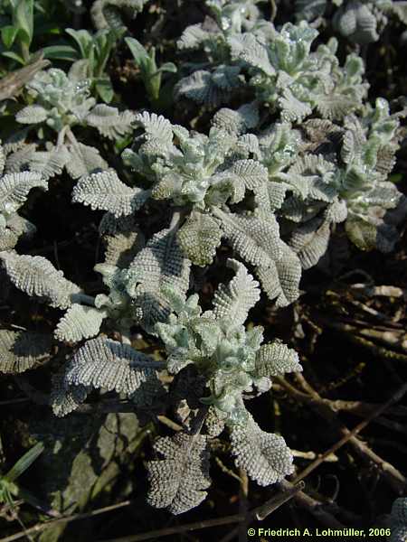 Tanacetum haradjanii