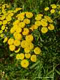 Tanacetum vulgare