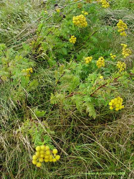 Tanacetum vulgare