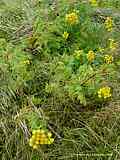 Tanacetum vulgare