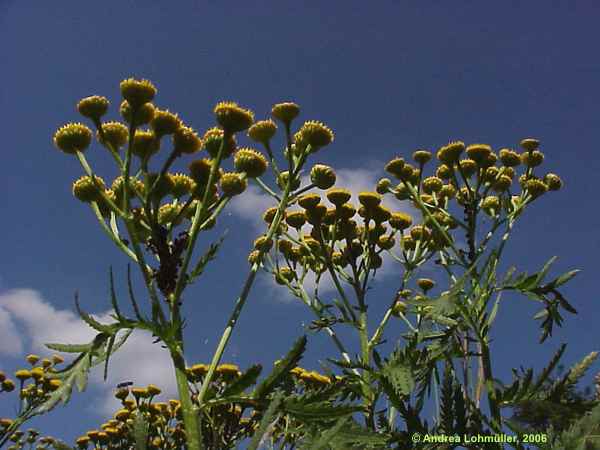 Tanacetum vulgare