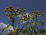 Tanacetum vulgare