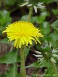 Taraxacum officinale, Dandelion, Löwenzahn