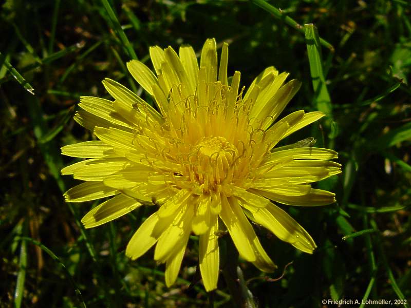 Taraxacum officinale, Dandelion, Löwenzahn