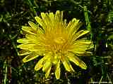 Taraxacum officinale, Dandelion, Löwenzahn