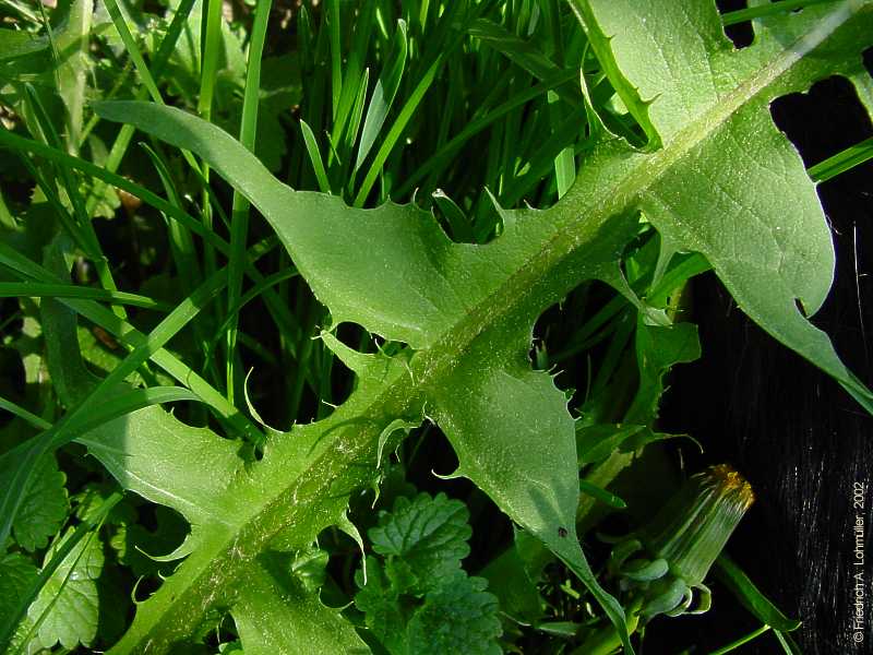 Taraxacum officinale, Dandelion, Löwenzahn