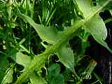 Taraxacum officinale, Dandelion, Löwenzahn