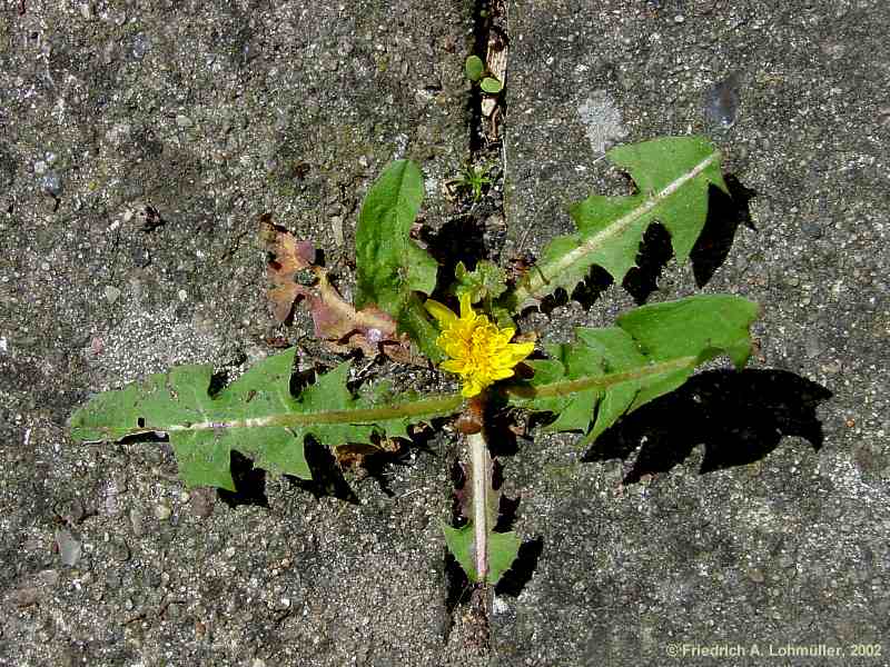 Taraxacum officinale, Dandelion, Löwenzahn