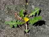 Taraxacum officinale, Dandelion, Löwenzahn