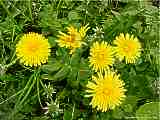 Taraxacum officinale, Dandelion, Löwenzahn