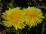 Taraxacum officinale, Dandelion, Löwenzahn