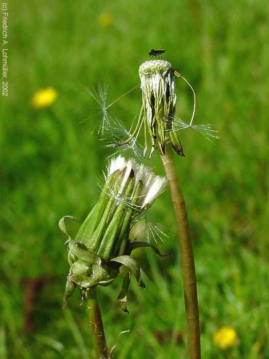 Taraxacum officinale, Dandelion, Löwenzahn