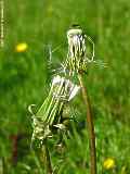 Taraxacum officinale, Dandelion, Löwenzahn