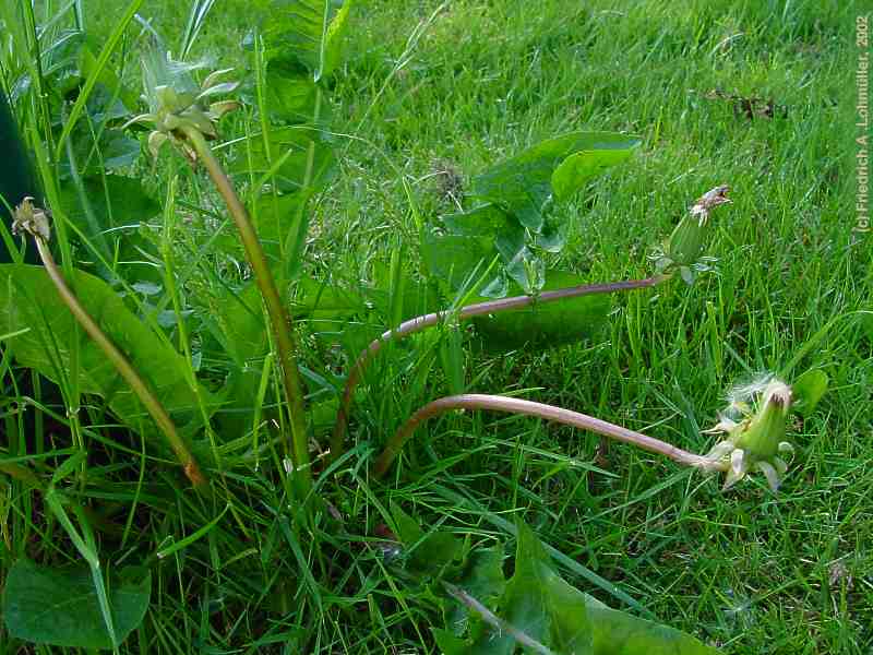 Taraxacum officinale, Dandelion, Löwenzahn