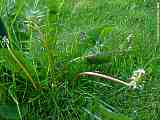 Taraxacum officinale, Dandelion, Löwenzahn