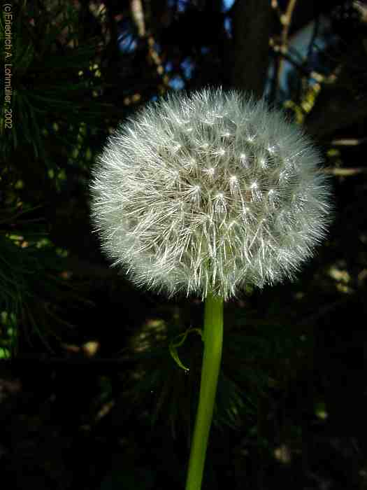 Taraxacum officinale, Dandelion, Löwenzahn