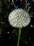 Taraxacum