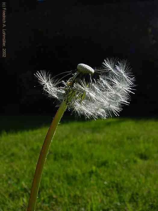 Taraxacum officinale, Dandelion, Löwenzahn