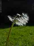 Taraxacum officinale, Dandelion, Löwenzahn