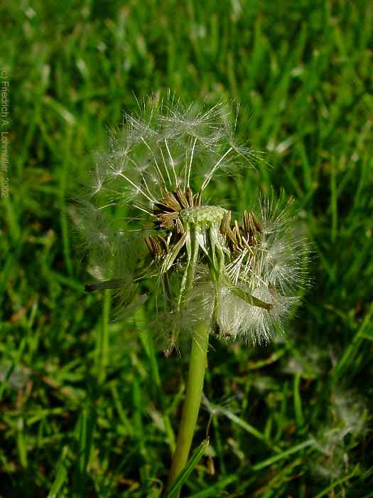 Taraxacum officinale, Dandelion, Löwenzahn