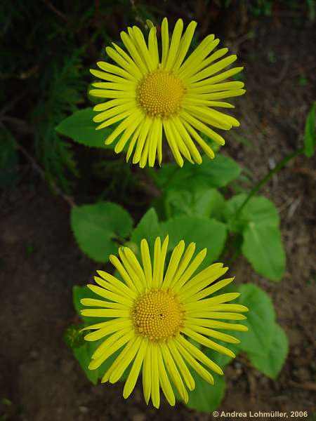 Buphthalmum speciosum