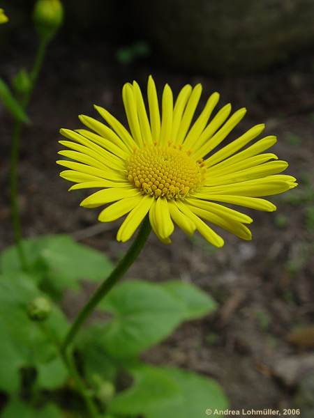 Telekia speciosum