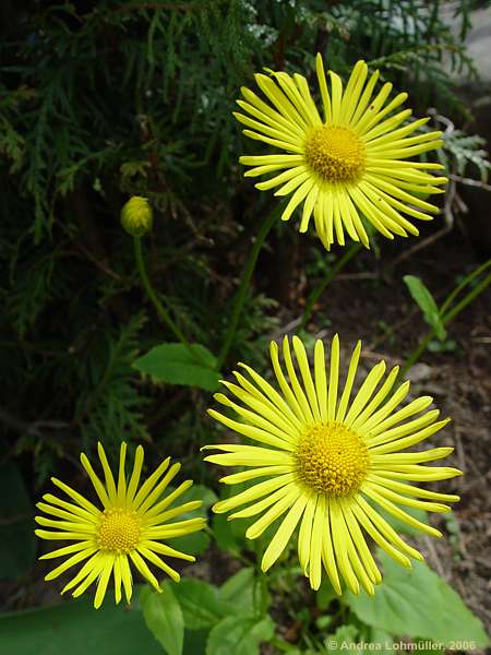 Buphthalmum speciosum