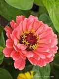 Zinnia